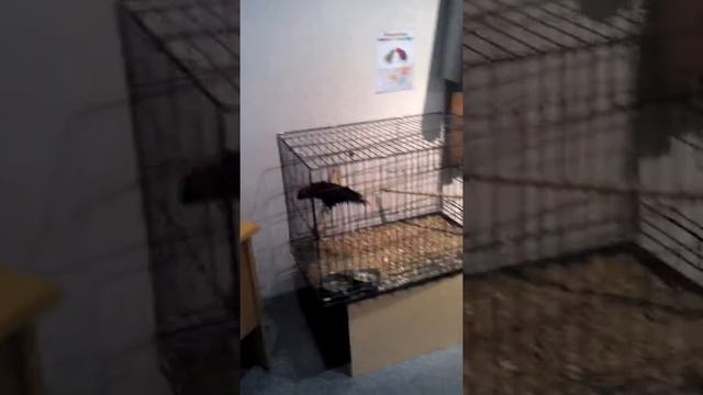 Видео называется как я смотрю попугаев смотреть онлайн