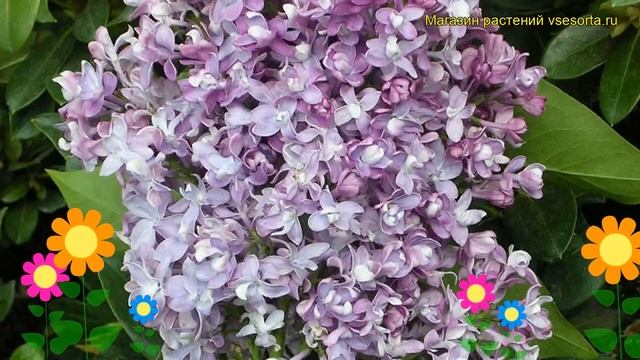 Сирень обыкновенная Изобилие. Краткий обзор, описание характеристик syringa vulgaris смотреть онлайн
