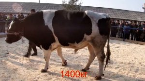 Самый большой бык весит 1400 кг. породистые быки. #бык #порода
