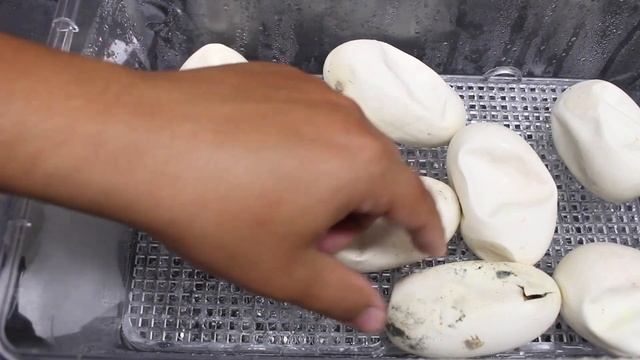 T- Albino Goldeneye x Batrix Het T- Albino Goldeneye Blood Python Clutch! смотреть онлайн