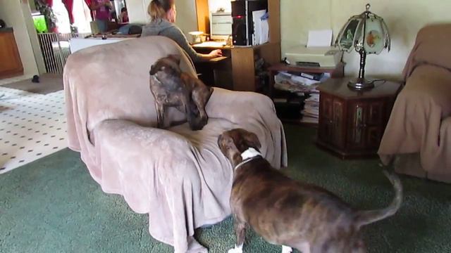 chelsea the pibull vs.Duke the doberman mix...... смотреть онлайн
