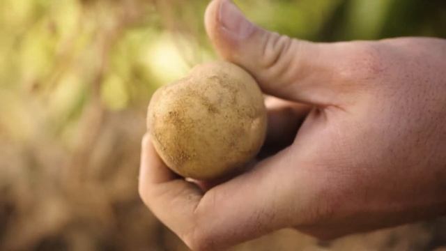 Картофельные хлопья Knorr