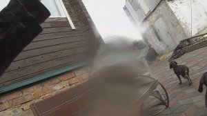 КУПИЛ СОБАКУ ИЛИ КАК ВЫБРАТЬ ЩЕНКА ДРАТХААРА.