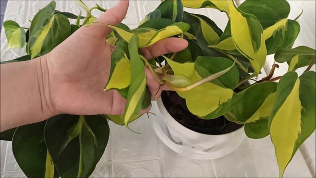 ФИЛОДЕНДРОН БРАЗИЛ 🌺 Агротехника и уход