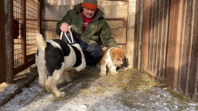Космос и Кумач.Помёт Огонёк*Батый.Внуки Ч.Барона.БУЛЬДОЗЕР,ТОПАЗ линии.Щенки САО/алабай.+7915778778 смотреть онлайн