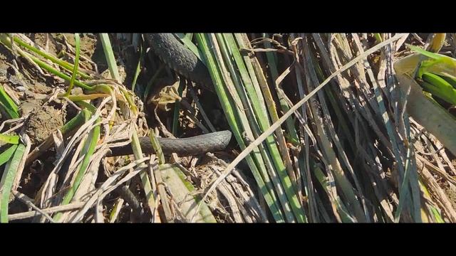 Обыкновенный уж Natrix Natrix