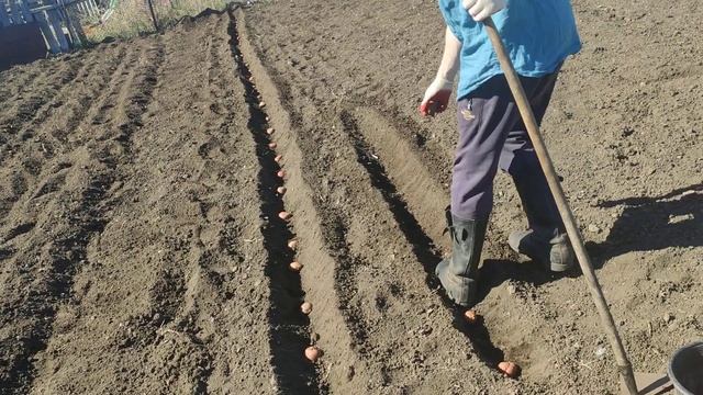 самый лучший способ посадки картофеля смотреть онлайн