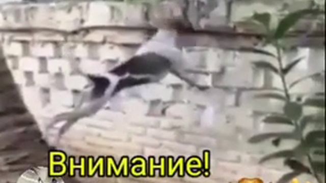 Приколы Корона вирус смотреть онлайн