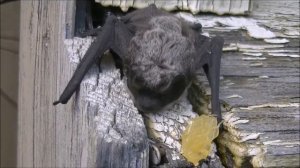 Природа России. Летучая мышь на солнышке