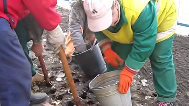 2012 11 09 Луганск тюльпаны смотреть онлайн