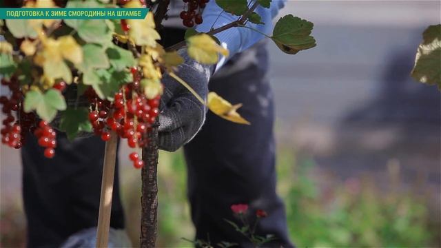Смородина на штамбе. Подготовка смородины на штамбе к зиме. Обрезка смородины на штамбе осенью. смотреть онлайн