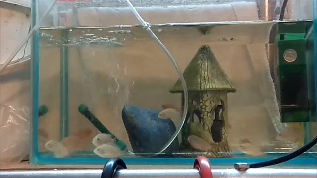 ОТДЕЛЯЕМ МАЛЬКОВ (ФЛАМИНГО) ОТ РОДИТЕЛЕЙ # 11 смотреть онлайн