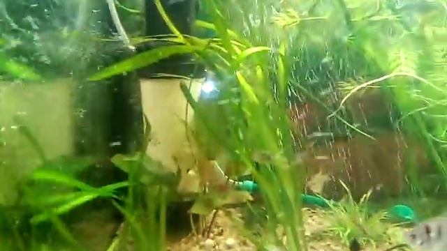 КАК УБРАТЬ МУТЬ В АКВАРИУМЕ! смотреть онлайн