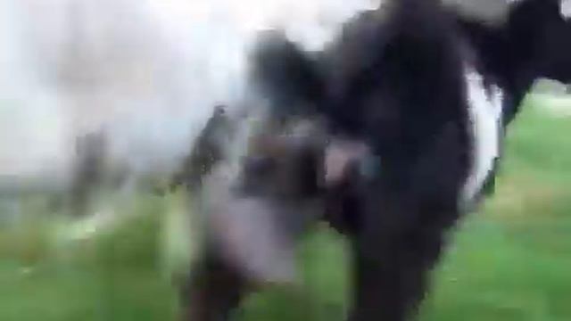 Что будет если ударить топором по болончику краски)))Аж козлики убежали:) смотреть онлайн