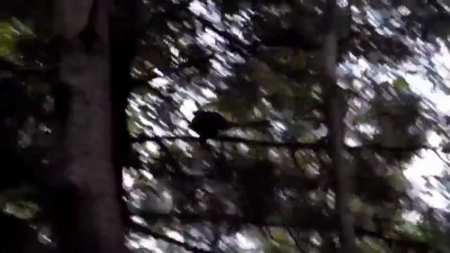 Силки на рябчика, тайга №1 смотреть онлайн