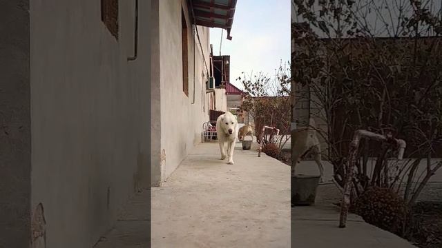 Алабай (САО) Николь #doglover #alabai #sara #дрессировка #puppy #dogsvideo #dogs #trendingdogvideo смотреть онлайн