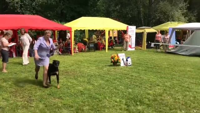 Монопородная выставка босеронов ранг ПК 28.07.2018 Москва смотреть онлайн