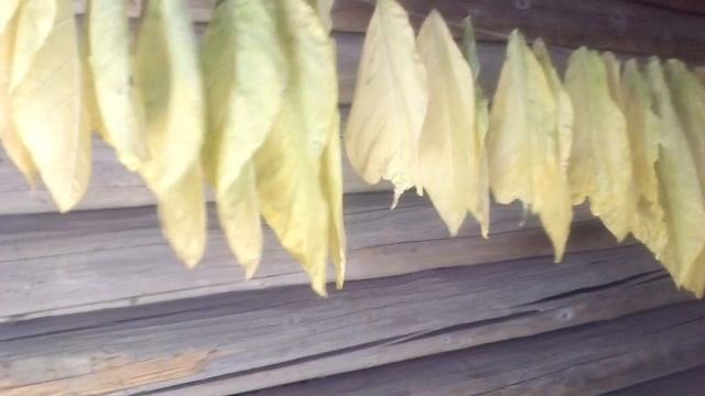 Томление табака. Что получилось. смотреть онлайн