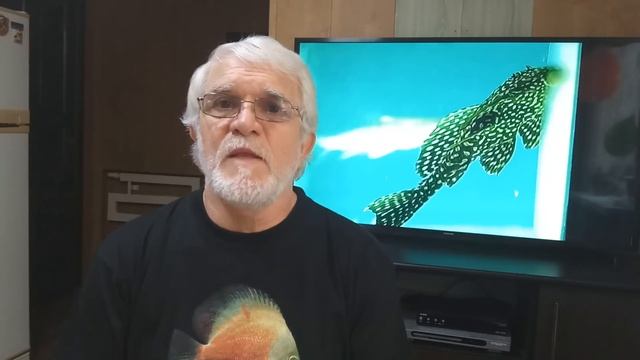 Советы начинающим 5 (перевод дискусов в другую воду). смотреть онлайн