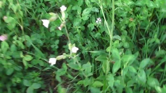 бабочка бражник смотреть онлайн