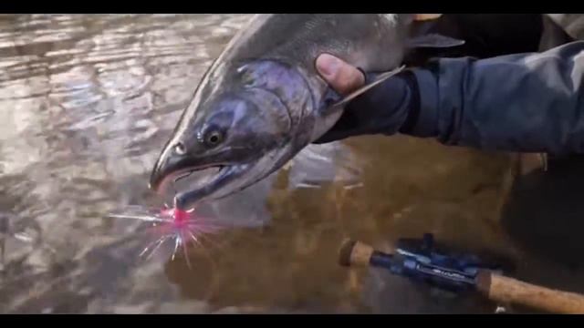 Ловля Кижуча на камчатке | Нахлыст смотреть онлайн