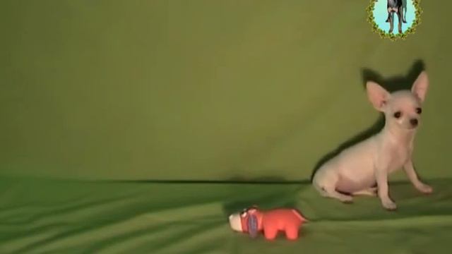 Дикая Орхидея из дома верди.flv смотреть онлайн