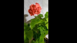 Лучшие сортовые пеларгонии.Мое коралловое чудо.Почему не определить  точно сорт по фото, видео.