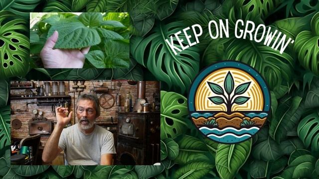 Organic Nutrients for Hydroponics, Cheap & Easy Gardening смотреть онлайн