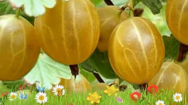 Крыжовник обыкновенный Куршу Дзинтарс ? Обзор: посадка и уход. крупномеры: описание и особенности смотреть онлайн
