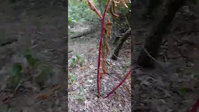 WOAH! Deep woods: MaSSiVe phytolacca Americana!! смотреть онлайн