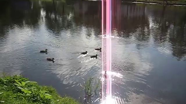 Фауна, Удельный парк, утки 31.07.2009 смотреть онлайн