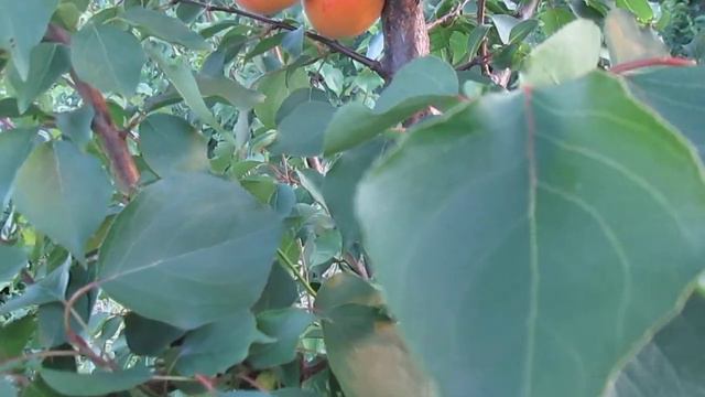 Абрикос Приабел созрел 7.07.2017 смотреть онлайн