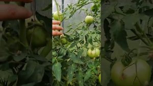 Низкорослые томаты в теплице, гибрид AB-530.