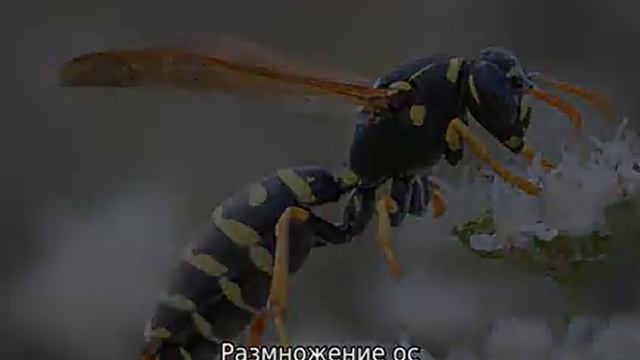 Сколько живут осы смотреть онлайн