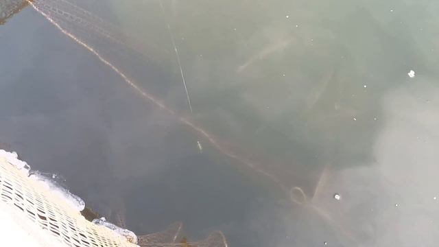 Спарктик смотреть онлайн