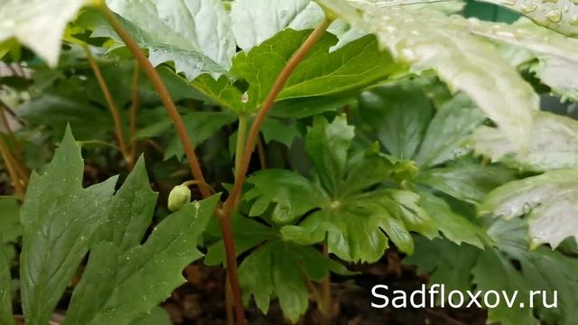 Подофилл щитовидный в моем саду смотреть онлайн