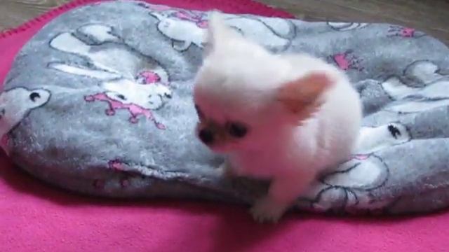 самый маленький чихуахуа! смотреть онлайн