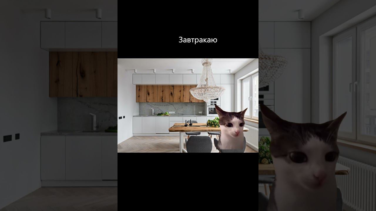 Рил: мой др 1 часть #shorts #catshorts смотреть онлайн