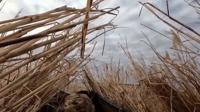 My First Snow Goose Band!!! Banded Blue Goose!!! смотреть онлайн