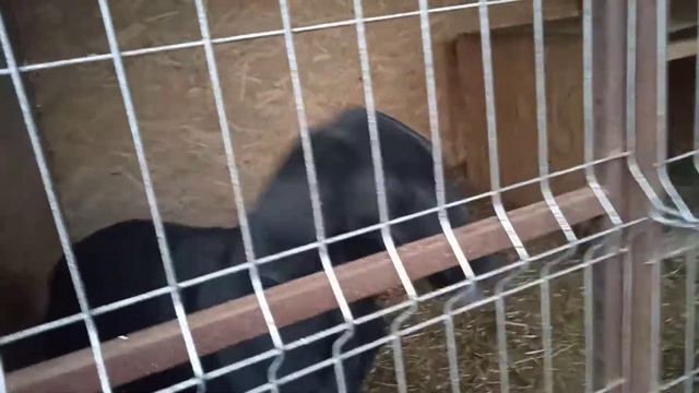 Рикки, курцхаар, из Кишинева, собака Игоря смотреть онлайн