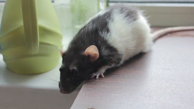 Крыса тяжело дышит смотреть онлайн