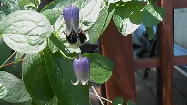 Bee on #native Clematis viorna смотреть онлайн