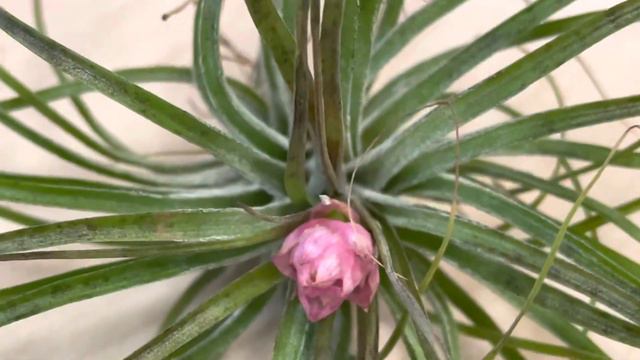 Tillandsia stricta Airplant with pink flower смотреть онлайн