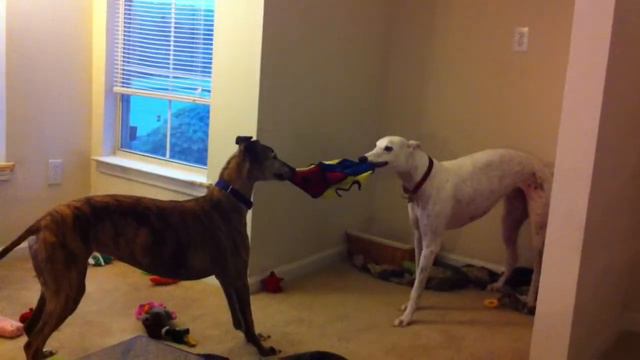 PAL WINS!!! смотреть онлайн