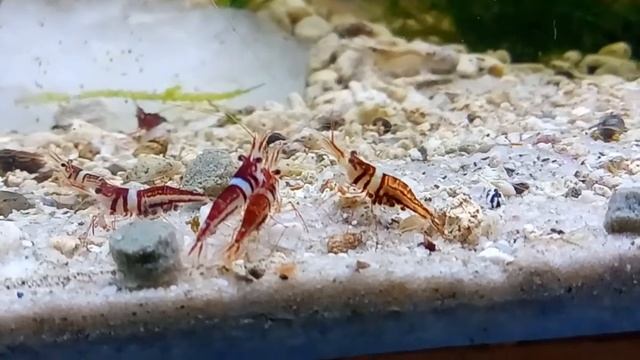 Сулавесская креветка Арлекин Harlequin shripm смотреть онлайн