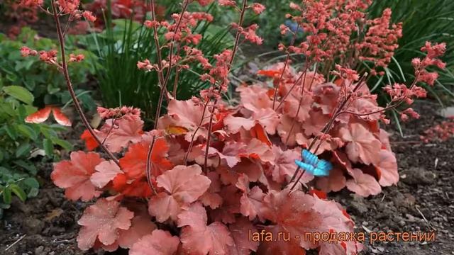 Гейхера гибридная Черри Кола (heuchera cherry cola) ? обзор: как сажать, рассада гейхеры Черри Кола смотреть онлайн