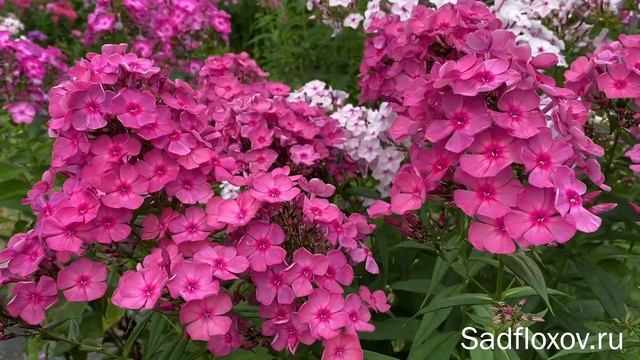 Изысканный флокс Шаманка моей селекции, днем и вечером смотреть онлайн