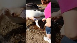 How horse fawn.Pela duke pjell - лошадь родилась - caballo llevado - at doğdu