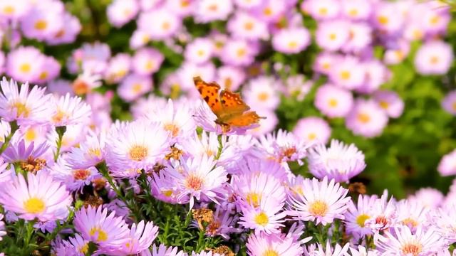 Beautiful Relaxing Music - Stop Overthinking, Stress Relief Music, Sleep Music, Calming Music #10