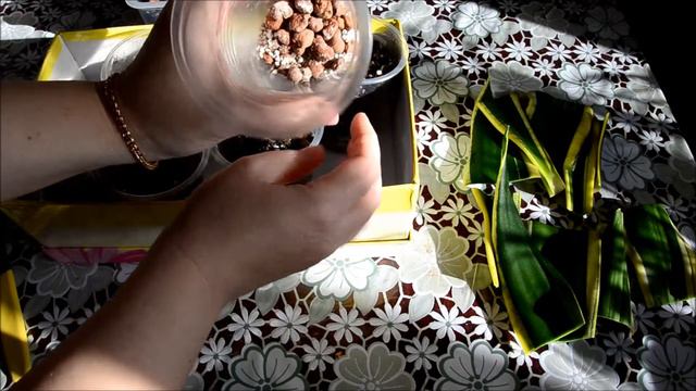 ✅🌸 Сансевиерия Лауренти Размножение листом 1 Часть смотреть онлайн